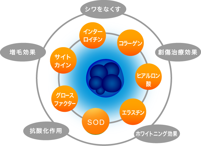 ヒト幹細胞