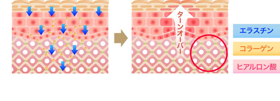 Bio Professional Of Lietratte